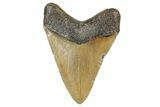 Serrated, Fossil Megalodon Tooth - North Carolina #236810-1